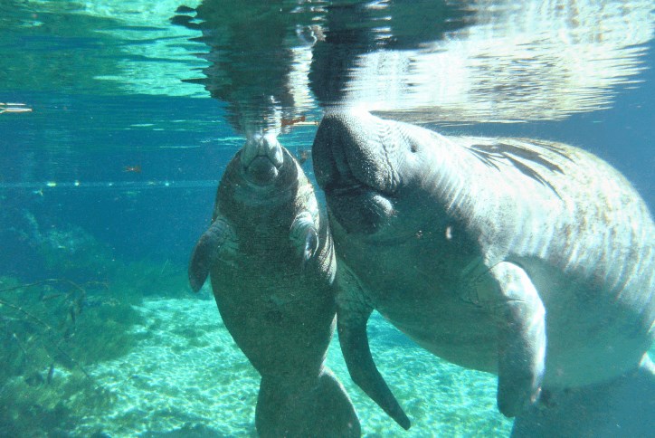 Blog Size Save the Manatees (1).png