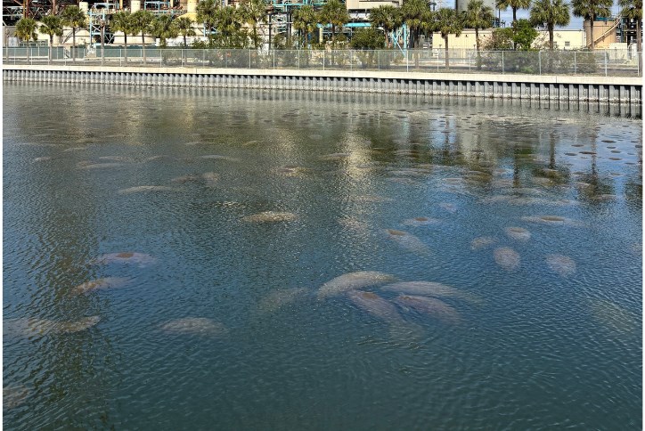 Manatee Blog (724 X 484 Px) (1)